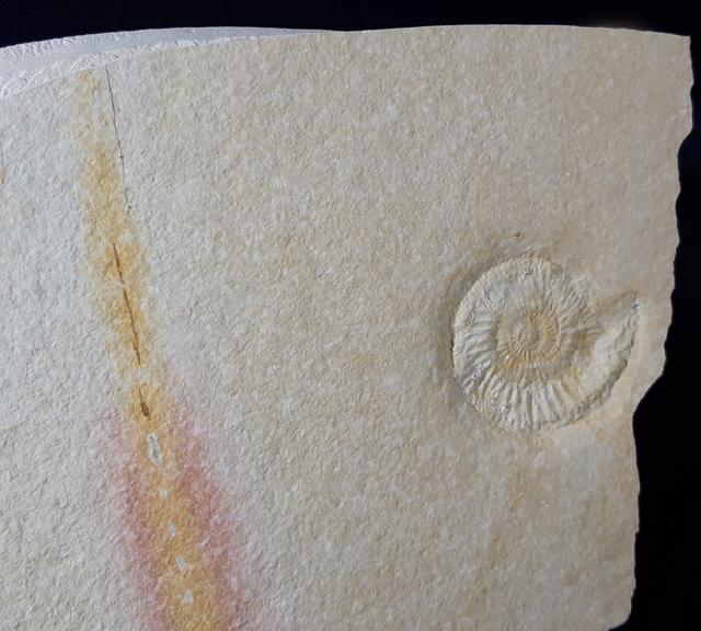 Subplanites rueppelianum QUENSTEDT 1888 - Bild &copy; FossNet FossilienStore